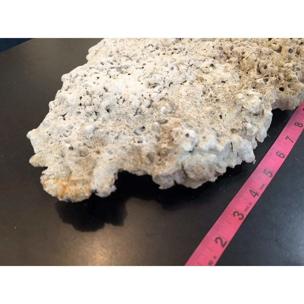 Coral Reef Cluster Specimen - 16